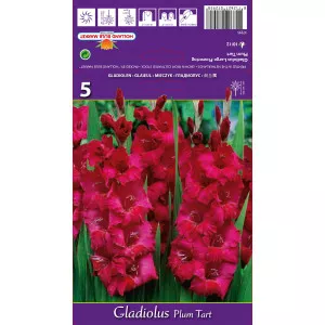 Gladiole Plum Tart lukovice