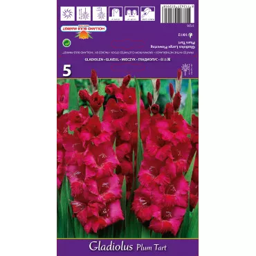 Gladiole Plum Tart lukovice