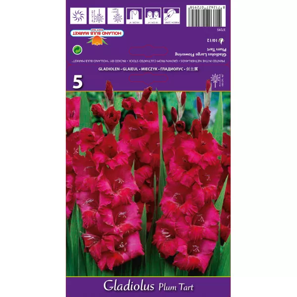Gladiole Plum Tart lukovice