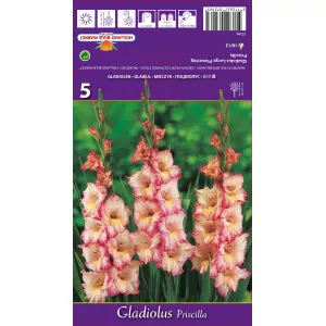 Gladiole Priscilla lukovice