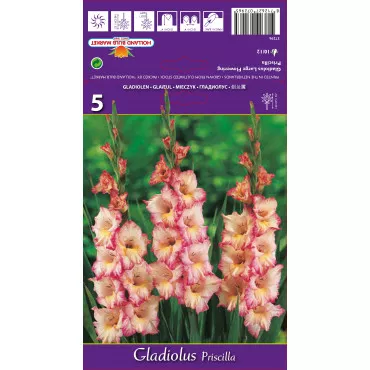 Gladiole Priscilla lukovice