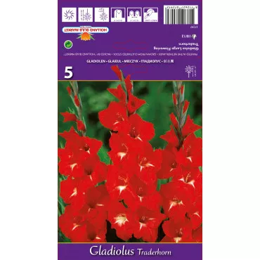 Gladiole Traderhorn lukovice