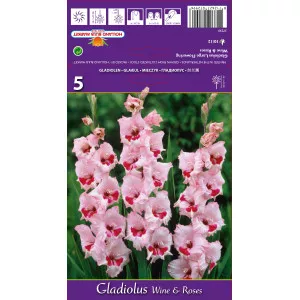 Gladiole Wine and Roses lukovice
