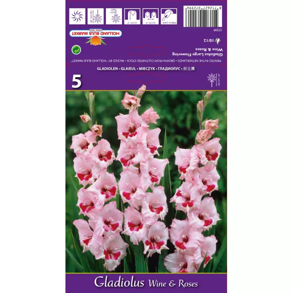 Gladiole Wine and Roses lukovice