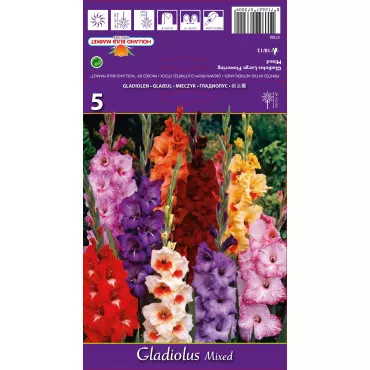 Gladiole Black Jack – proljetne lukovice cvijeća