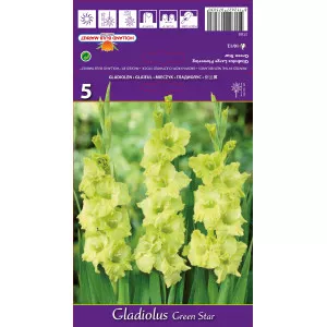 Gladiole Green Star lukovice