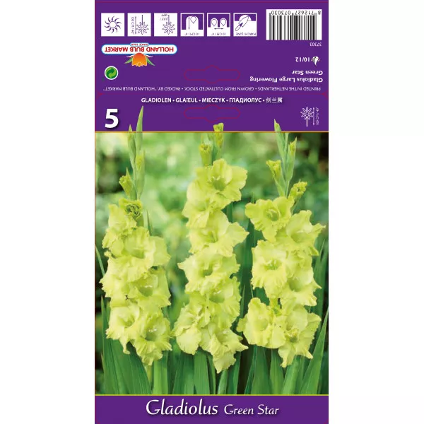 Gladiole Green Star lukovice