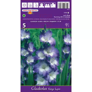Gladiole Kings Lynn lukovice