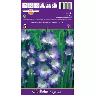 Gladiole Kings Lynn lukovice