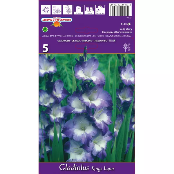 Gladiole Kings Lynn lukovice