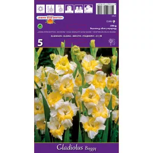 Gladiole Buggy lukovice
