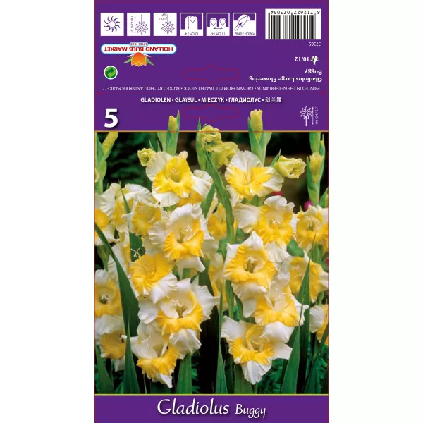Gladiole Buggy lukovice