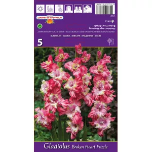 Gladiole Broken Heart Frizzle lukovice