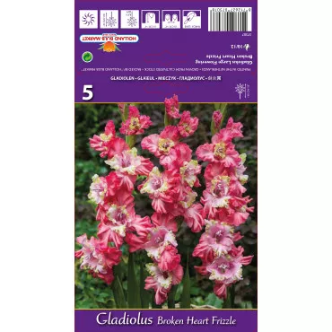 Gladiole Broken Heart Frizzle lukovice