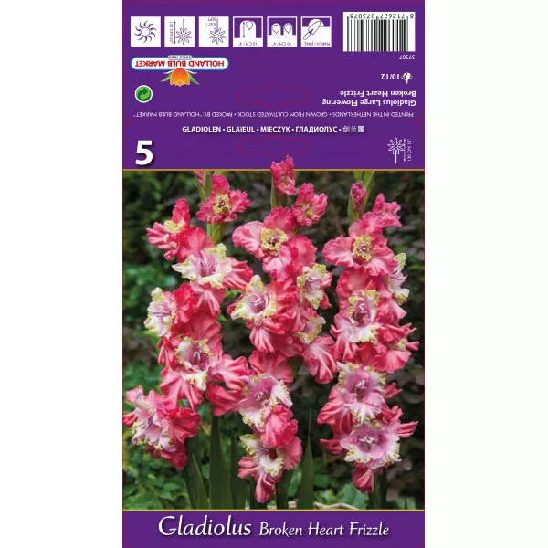 Gladiole Broken Heart Frizzle lukovice