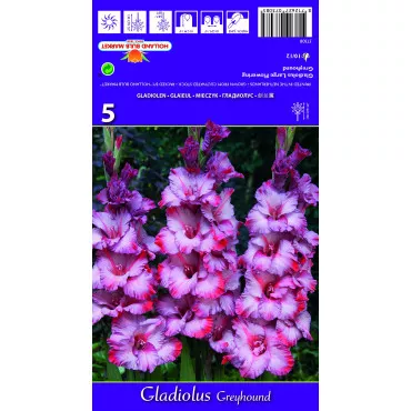 Gladiole Greyhound lukovice