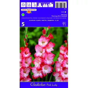 Gladiole Pink Lady lukovice