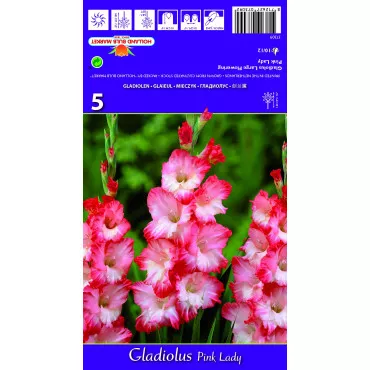 Gladiole Pink Lady lukovice