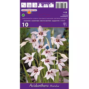 Zvjezdaste gladiole (Acidanthera murielae) lukovice