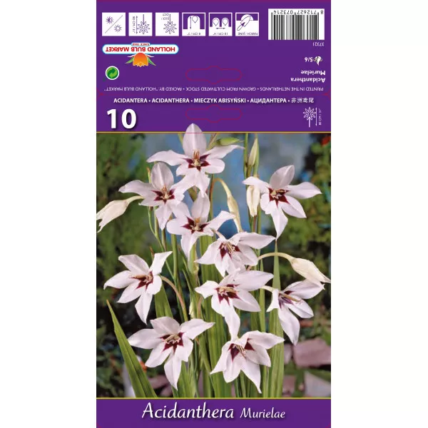 Zvjezdaste gladiole (Acidanthera murielae) lukovice