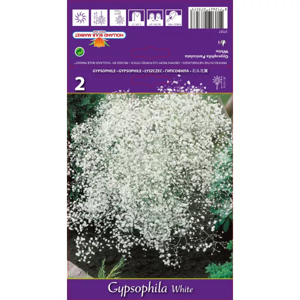 Šlajer (Gypsophila) bijela