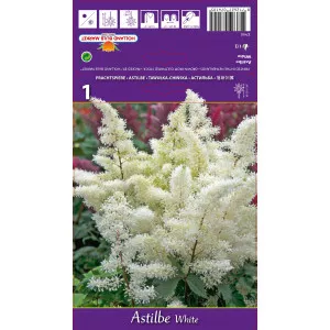 Astilba bijela