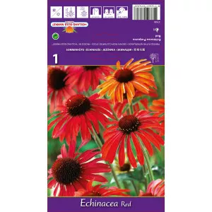 Echinacea crvena