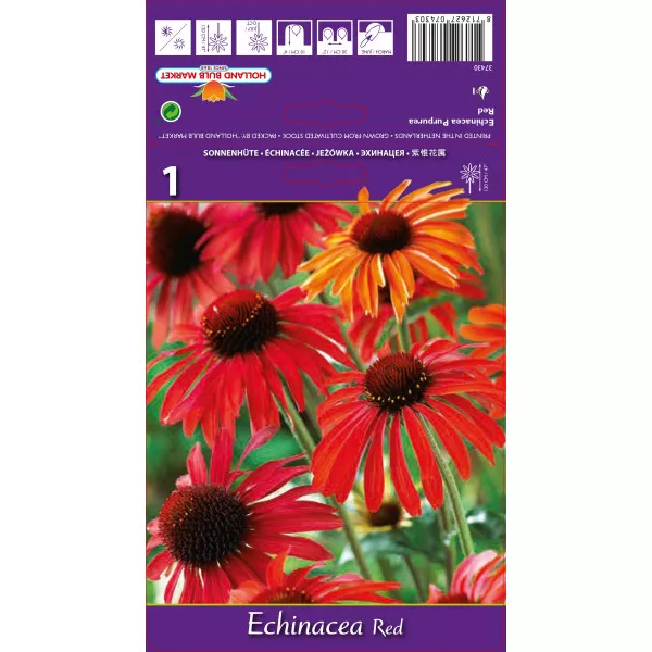 Echinacea crvena