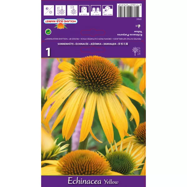 Echinacea žuta