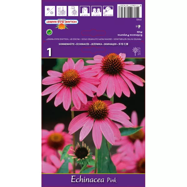 Echinacea ružičasta