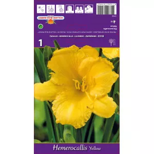 Dnevni ljiljan (Hemerocallis) žuti