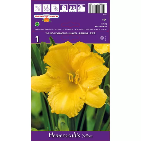 Dnevni ljiljan (Hemerocallis) žuti