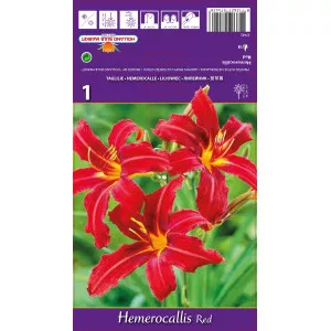 Dnevni ljiljan (Hemerocallis) crveni