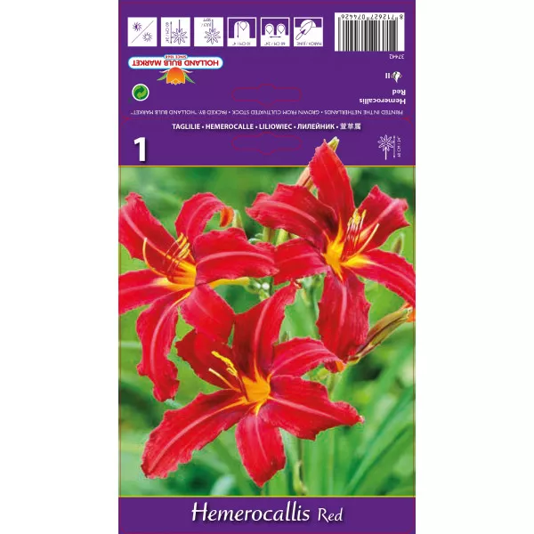 Dnevni ljiljan (Hemerocallis) crveni