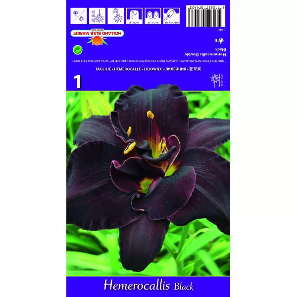 Dnevni ljiljan (Hemerocallis) Double Black