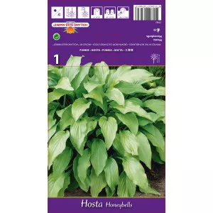 Hosta Honeybells