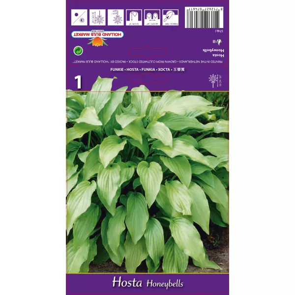 Hosta Honeybells