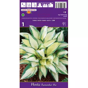 Hosta Remember Me