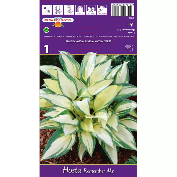 Hosta Remember Me
