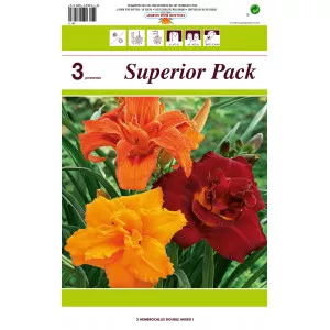 Dnevni ljiljan (Hemerocallis) dvostruki mješavina