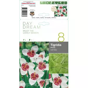 Tigridija bijela