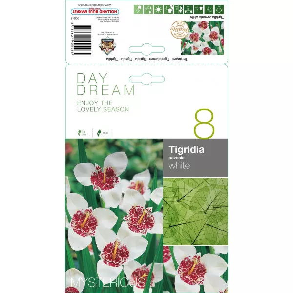 Tigridija bijela