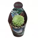 Aeonium Emerald Ice (Aeonium variegatum) u tegli Ø 10,5 cm