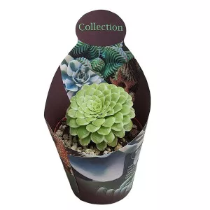 Aeonium Emerald Ice (Aeonium variegatum) u tegli Ø 10,5 cm