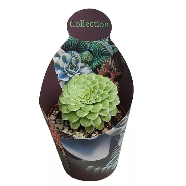 Aeonium Emerald Ice (Aeonium variegatum) u tegli Ø 10,5 cm