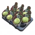 Aeonium Emerald Ice (Aeonium variegatum) u tegli Ø 10,5 cm