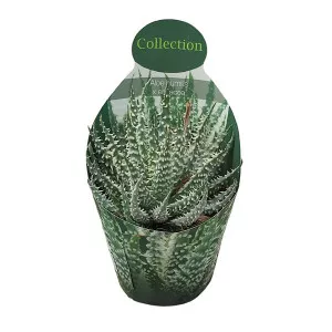 Aloe (Aloe humilis × erinacea) u tegli Ø 10,5 cm