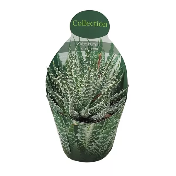 Aloe (Aloe humilis × erinacea) u tegli Ø 10,5 cm