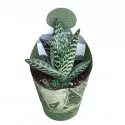 Aloe (Aloe variegata compacta) u tegli Ø 10,5 cm