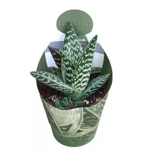 Aloe (Aloe variegata compacta) u tegli Ø 10,5 cm